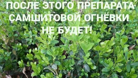 Как спасти самшит
