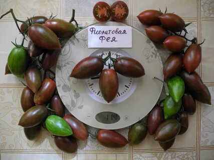 Томат фея