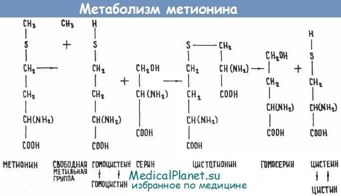 Схема метаболизма метионина. Метаболизм метионина и цистеина. Метаболизм метионин цистеин. Катаболизм метионина. Структура активного метионина