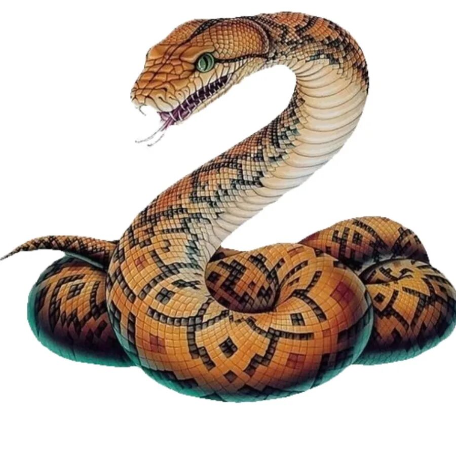 Питон 3. Змея пайтон. Королевский питон в африке. Изображение питон. Питон тигровый королевский.