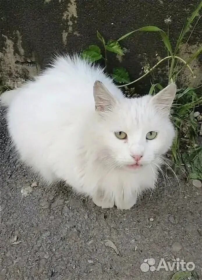 Хочу белую кошку. Хочу белую кошку
