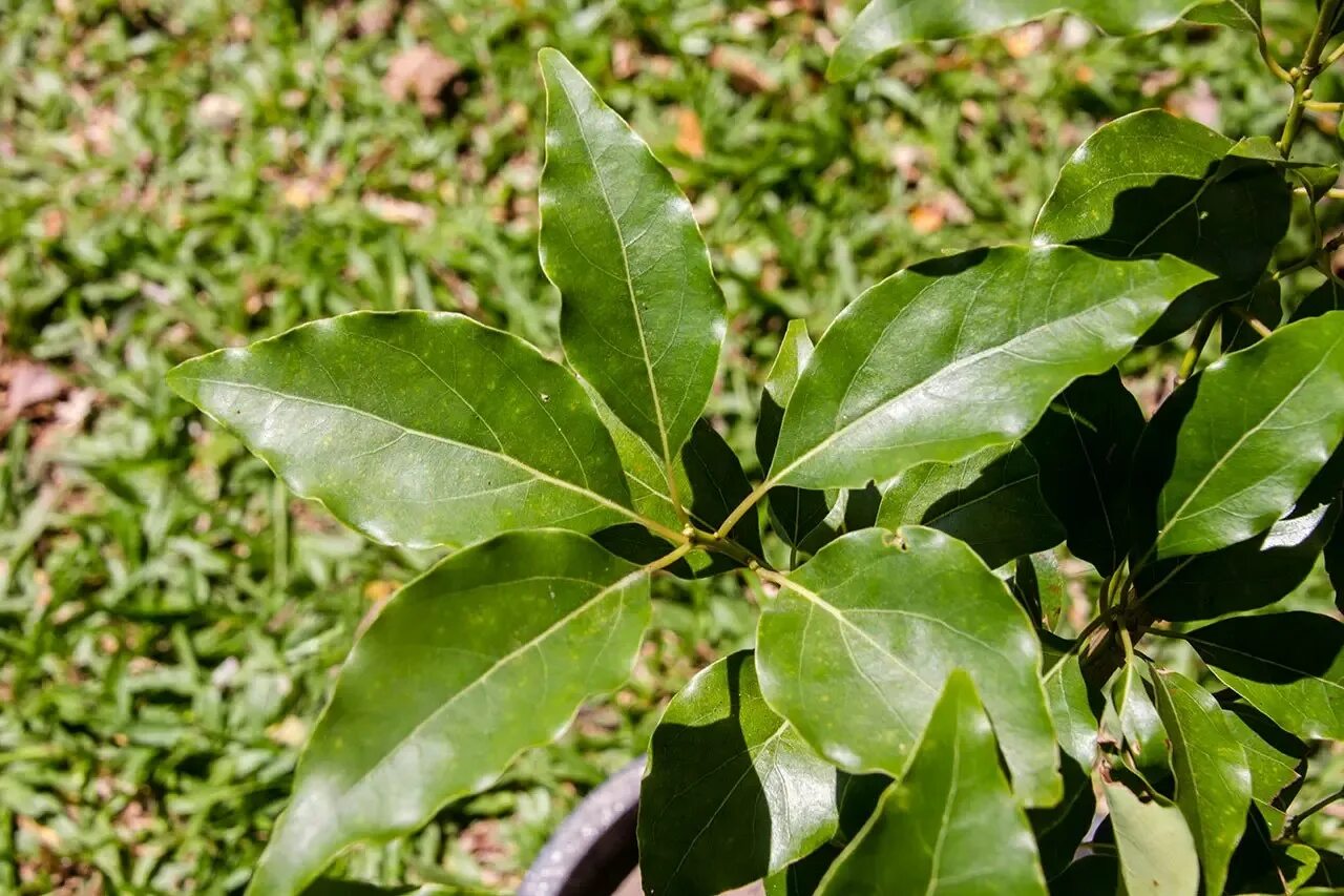 1 камфора. Cinnamomum camphora. Cinnamomum japonicum. Камфора растение. Cinnamomum camphora кустарник.