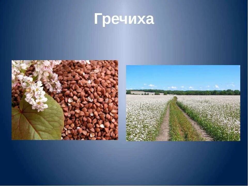 Гречиха класс. Родина гречихи. гречиха зерновая культура. гречиха презентация. презентация про гречку.