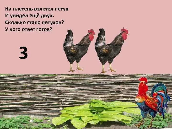 Как стать петухом