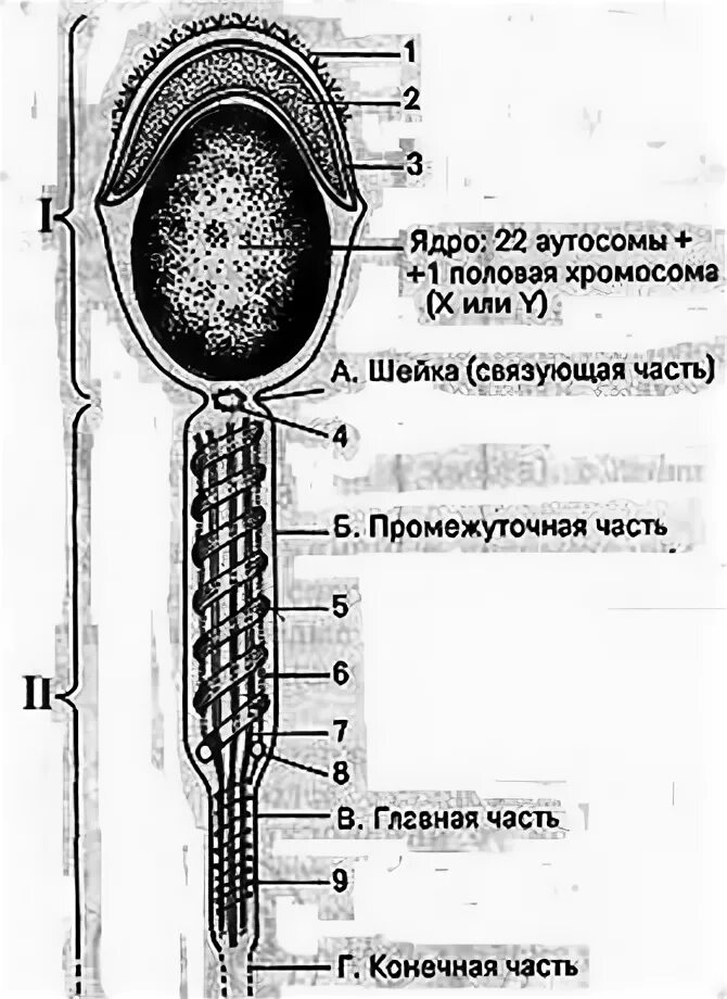 Мужскими половыми клетками являются. Схема строения мужской половой системы гистология. Строение спермия. Проксимальная центриоль сперматозоида. Строение мужской половой клетки.