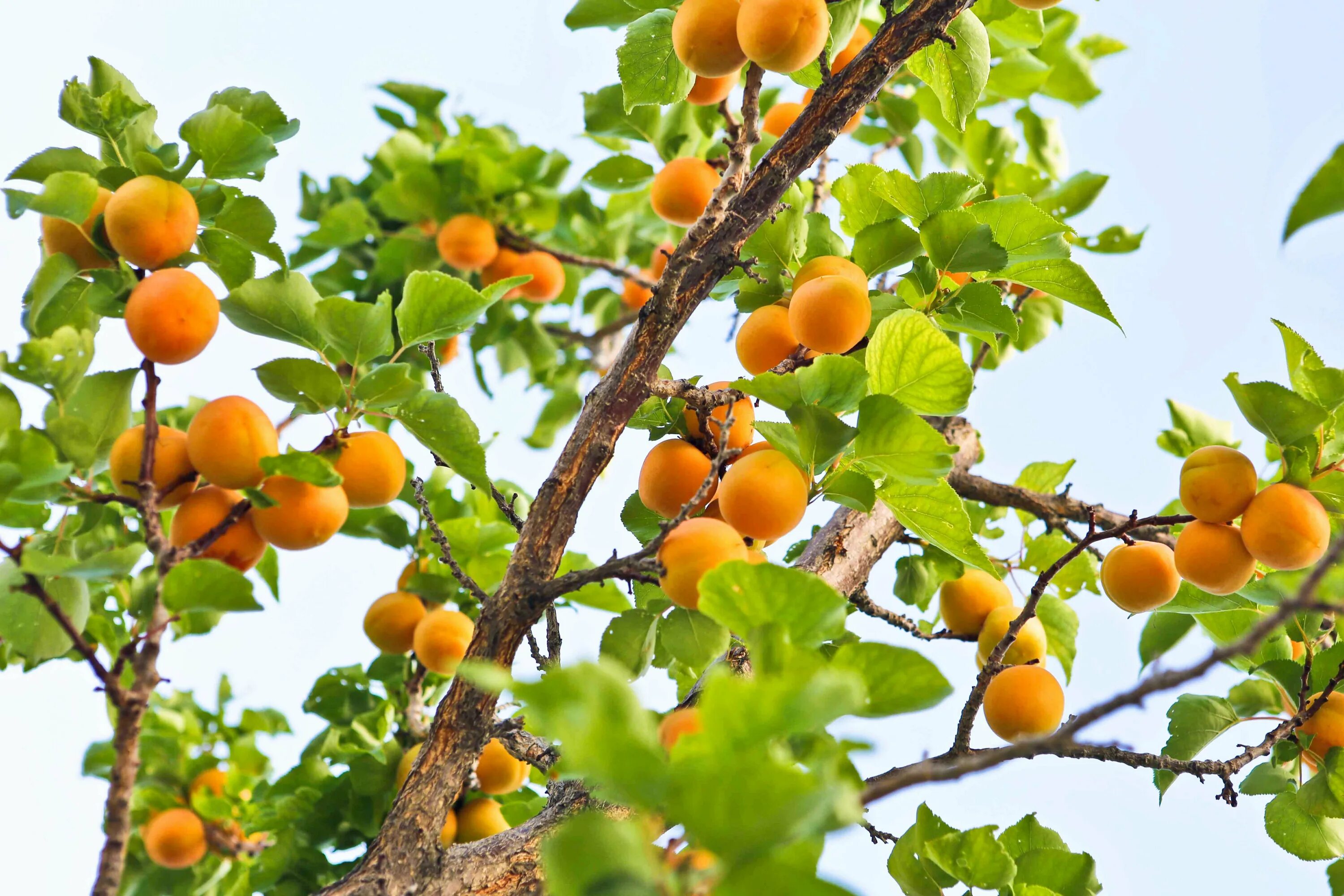 Отель абрикосовое дерево санкт петербург. Абрикос обыкновенный плодовые деревья. Отель абрикосовое дерево санкт петербург. Абрикос графиня. Абрикос дженгутаевский.