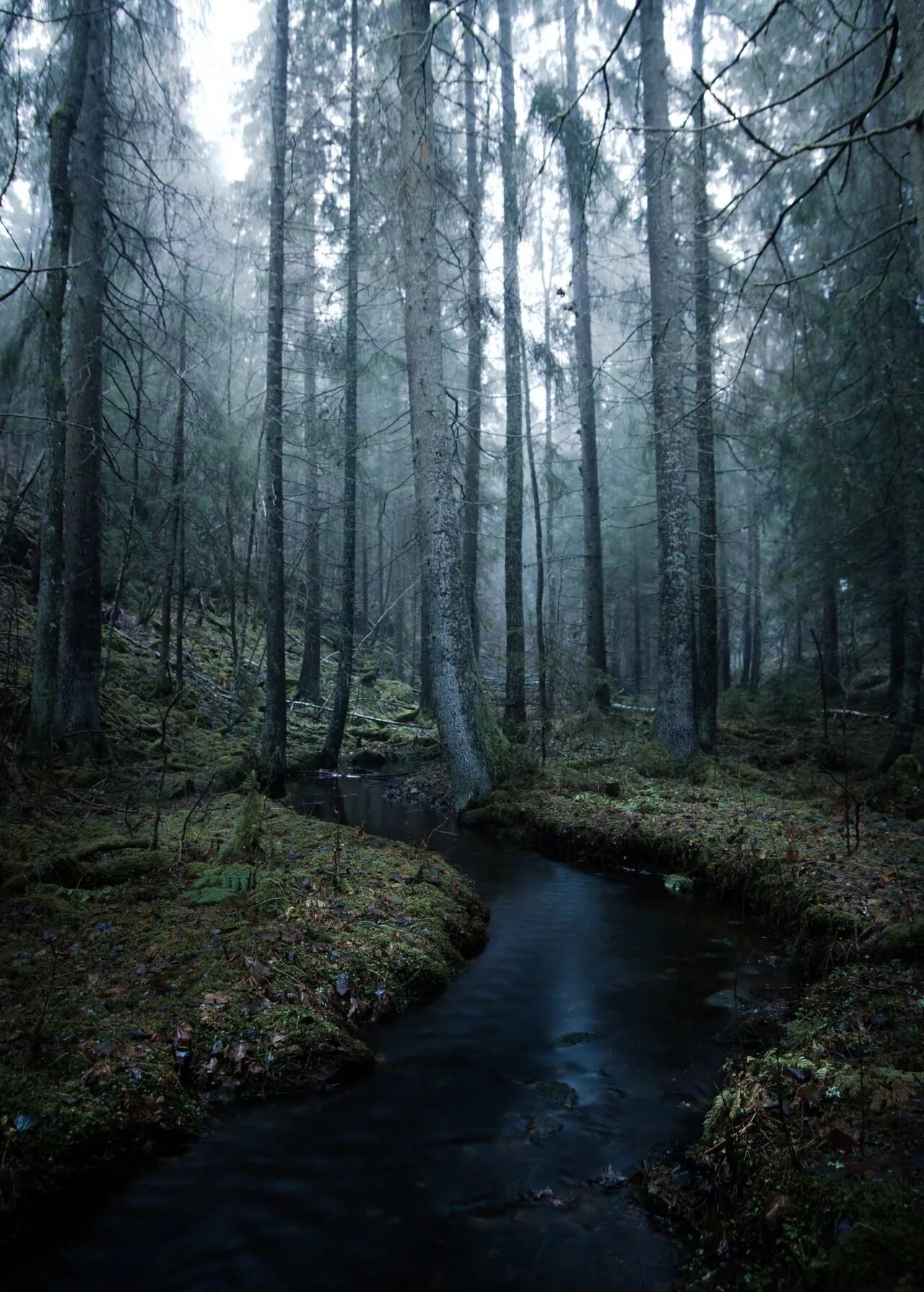 мрачный лес. глубокий лес. «ночь в лесу». дремучий лес бор. эстетика леса.