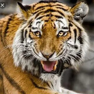 Tiger s