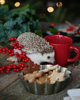 Ежики с добром