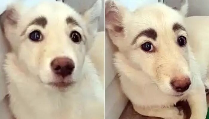 Мем собака с накрашенными бровями Pin by Cindy Hanson on Doggos & Puppers Silly animals, Funny animals, Silly dogs