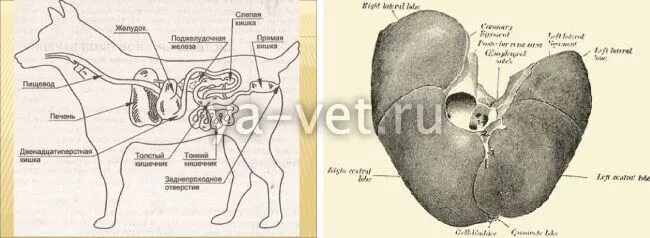 Расположение печени у собаки. Увеличенная печень у собаки
