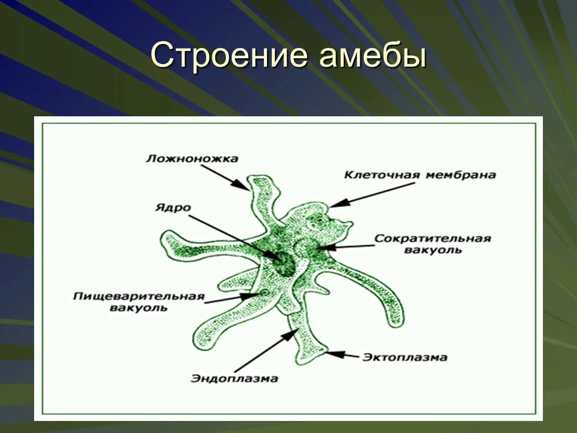 Части строения простейших. Строение амебы 7 класс. Строение амебы 7 класс биология. Строение амебы Протей. Строение амебы обыкновенной.