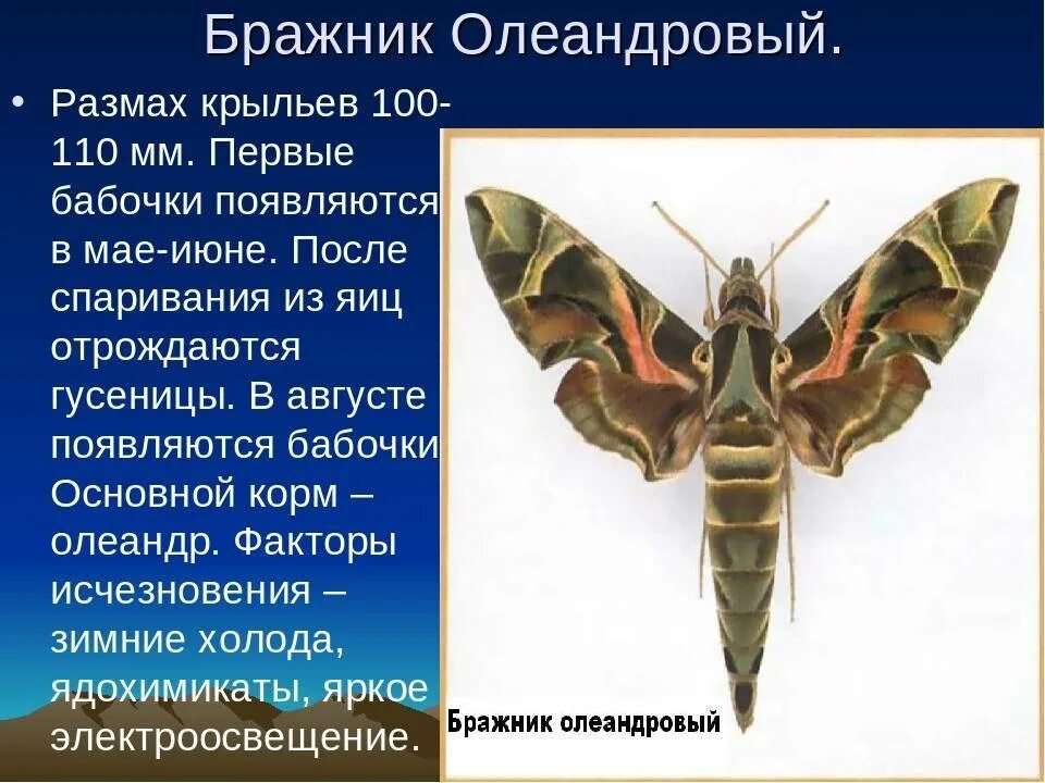 Олеандровый бражник в красной книге россии. Бабочка олеандровый Бражник красная книга. Олеандровый Бражник сообщение. Олеандровый Бражник в красной книге. Олеандровый Бражник в субтропиках.