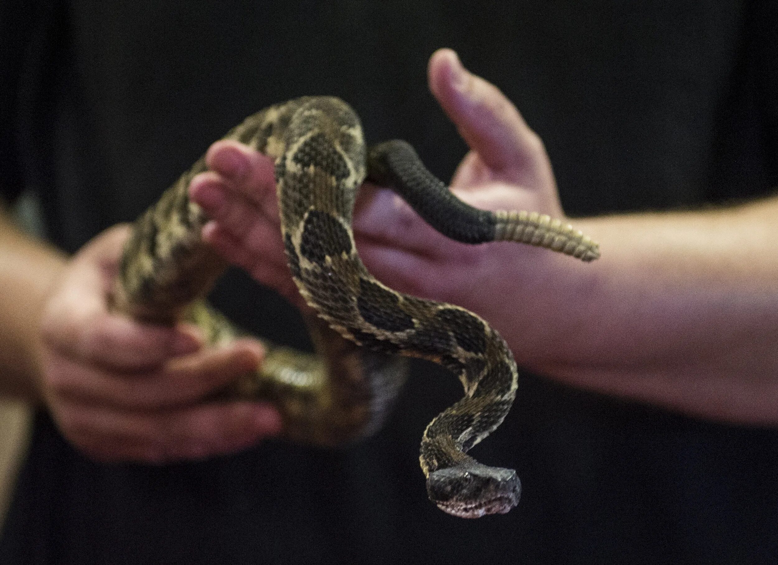 You ever seen a snake
