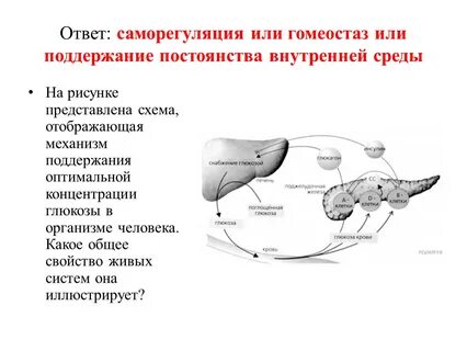 Организма и среды связи органов