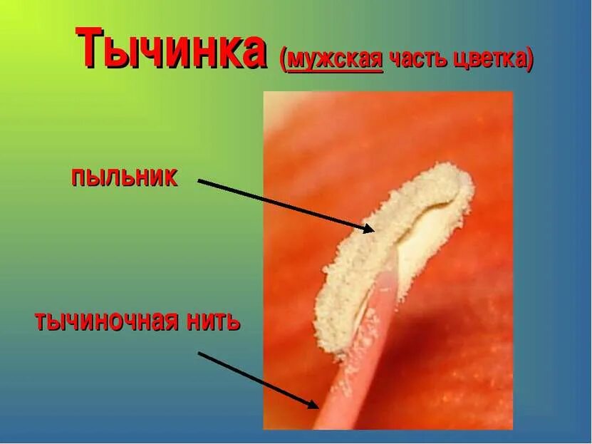 Функции тычинки. Пыльник и тычиночная нить. Тычинка пыльник тычиночная нить. Пыльник и тычиночная нить. Тычиночная нить у цветка.