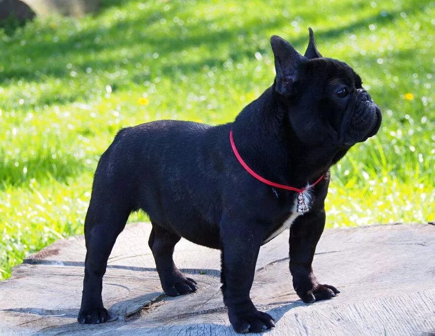 Черные французы. Собака французский бульдог. Французский бульдог черный. Бельгийский бульдог. Французский бульдог 5 месяцев.