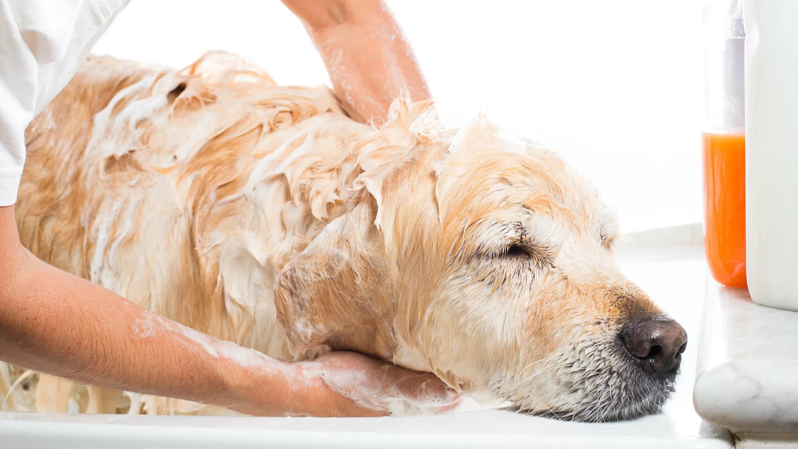 Чем мыть домашнюю собаку. Собаку расчесывают. Собаку расчесывают. Гигиена собак. Собаку моют.