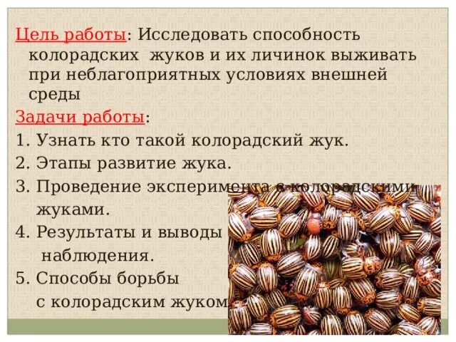 Стадия колорадского жука. Этапы развития колорадского жука. стадии роста колорадского жука. колорадский жук фазы развития. цикл развития колорадского жука.