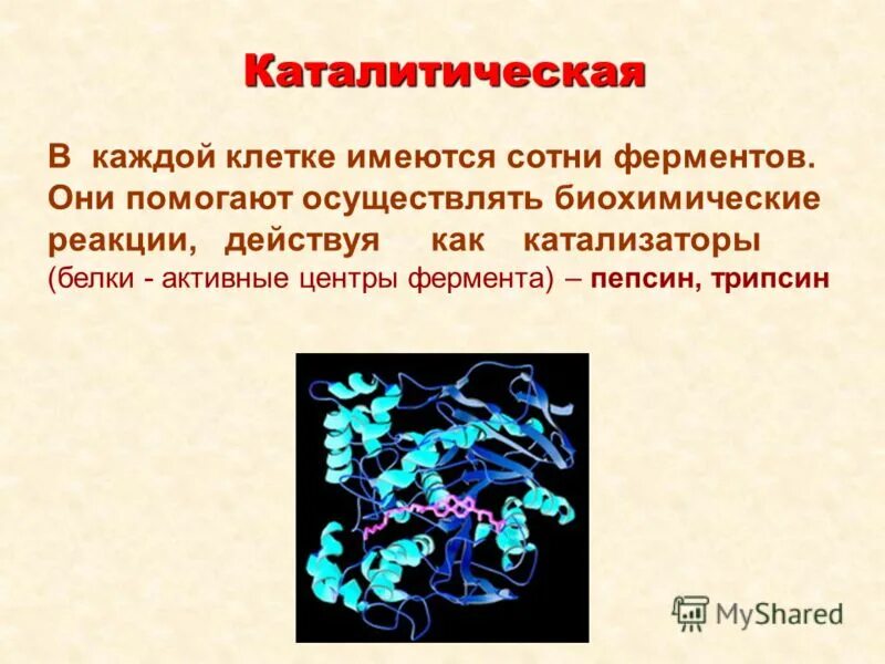 В любой клетке имеется