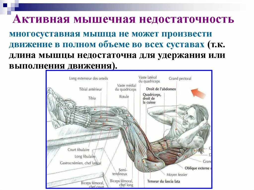 Активная мышца. Основы анатомии физиологии и биомеханики. Биомеханика мышц. Основы биомеханики мышц. Активная недостаточность мышц.