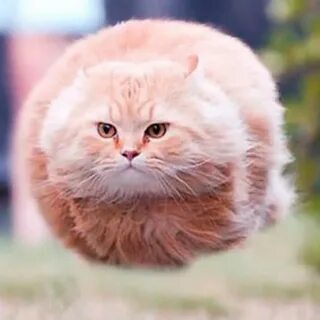 Почему кошки круглые
