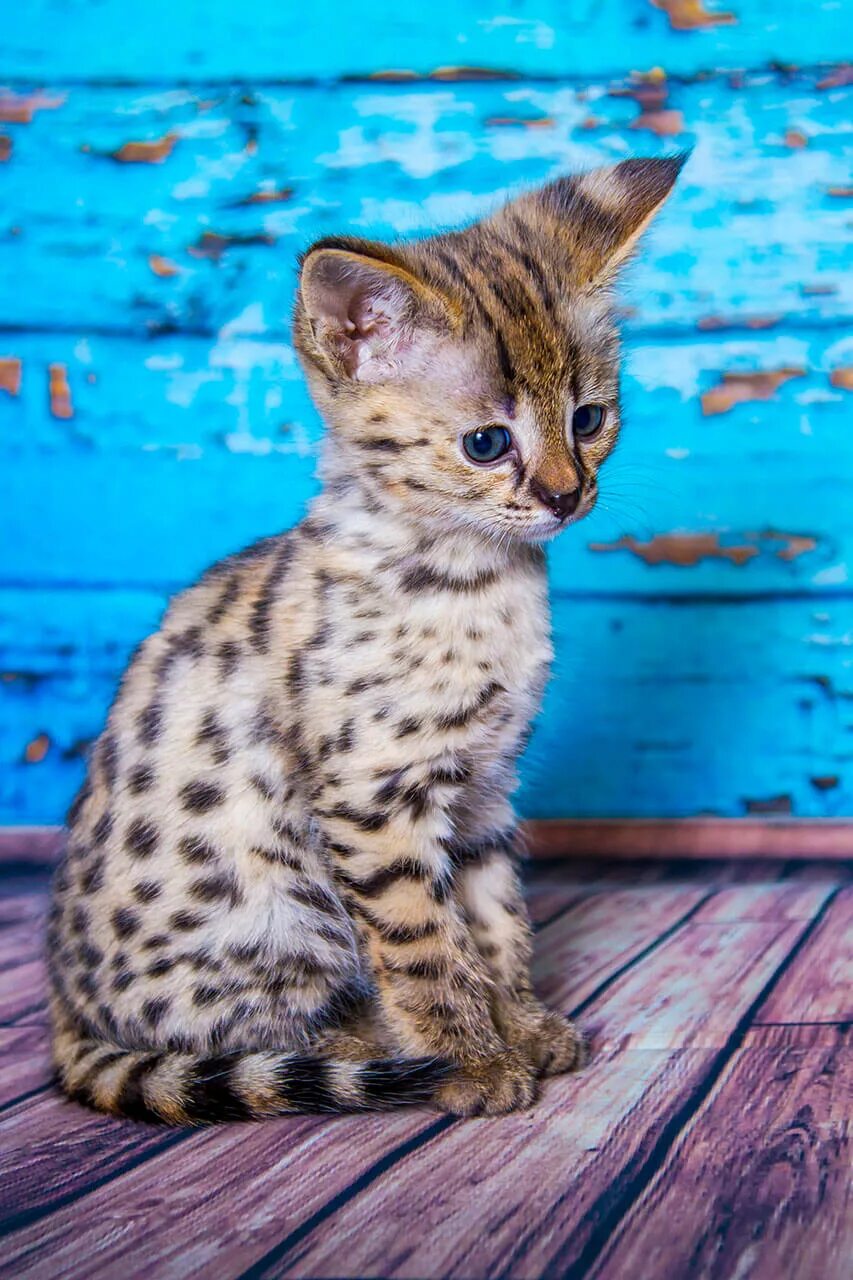 Pin by Cheryl Whittington Boso on Cats Serval kitten, Savannah kitten, Kittens