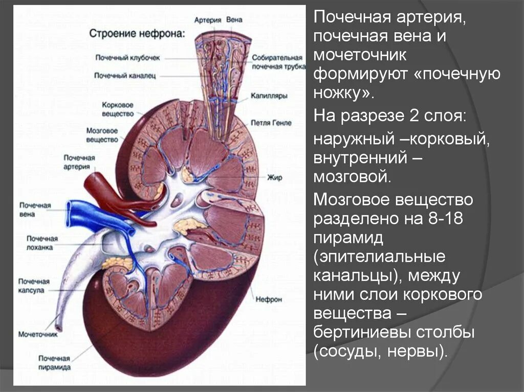 Синтопия элементов почечной ножки (спереди назад)?. Почка артерия вена мочеточник. В состав почечной ножки входят. Почки расположены на задней брюшной стенке на уровне. Где расположены ворота почек.