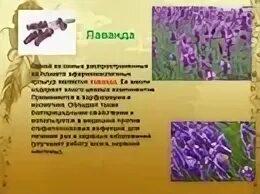 Лекарственные технические культуры