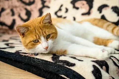Коте моте