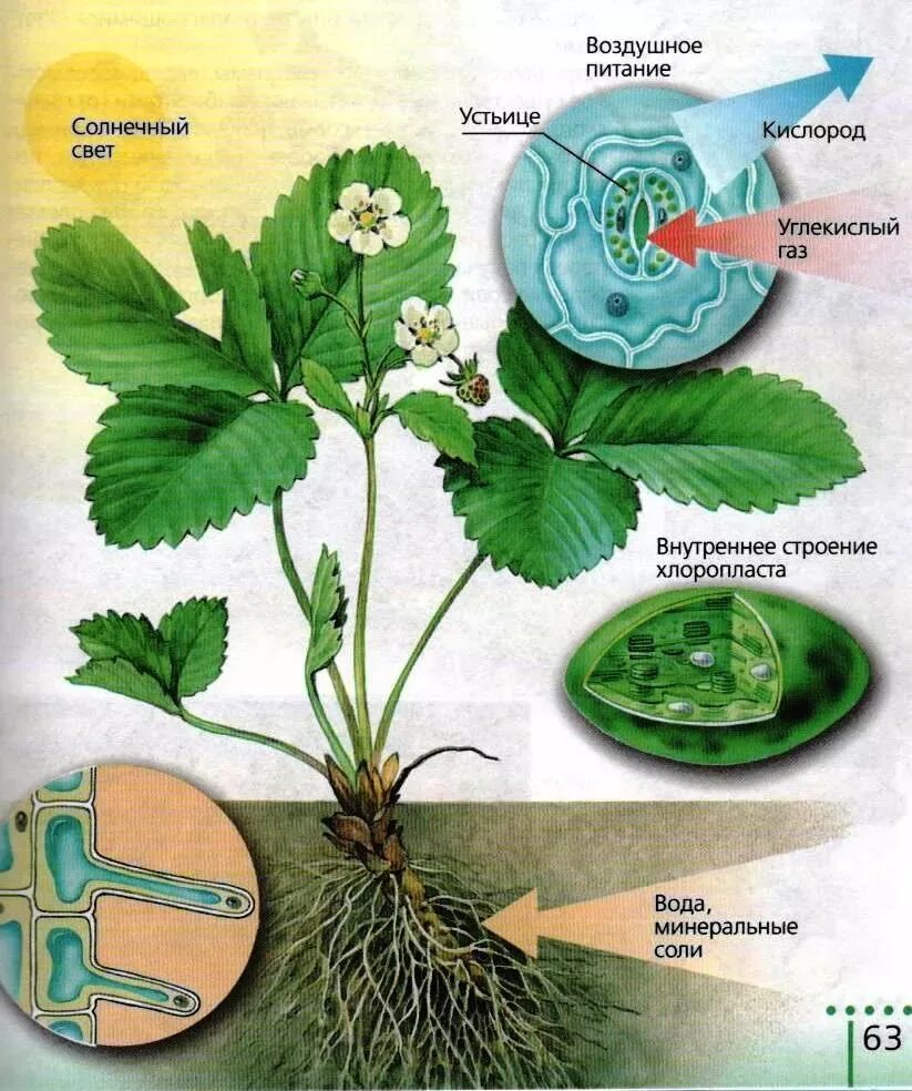 Процесс питания и дыхания растений. Питание растений. Питание и дыхание растений. Дыхание растений растений. Процесс питания растений.