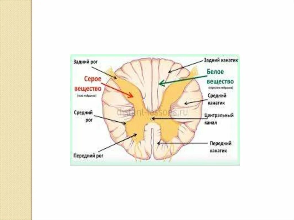 Задний рог серого вещества спинного мозга. Строение спинного мозга передние и задние рога. Задние рога серого вещества спинного мозга. Строение заднего рога спинного мозга. Задняя серая спайка спинного мозга.