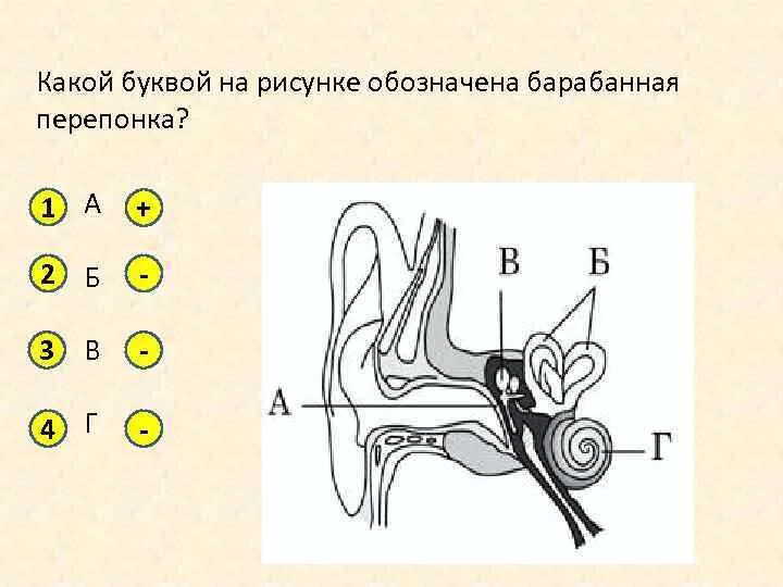На рисунке буквой б обозначено. Какой цифрой на рисунке обозначена барабанная перепонка?. На рисунке обозначена барабанная перепонка?. На какой цифре обозначена барабанная перепонка. Барабанная перепонка рисунок.