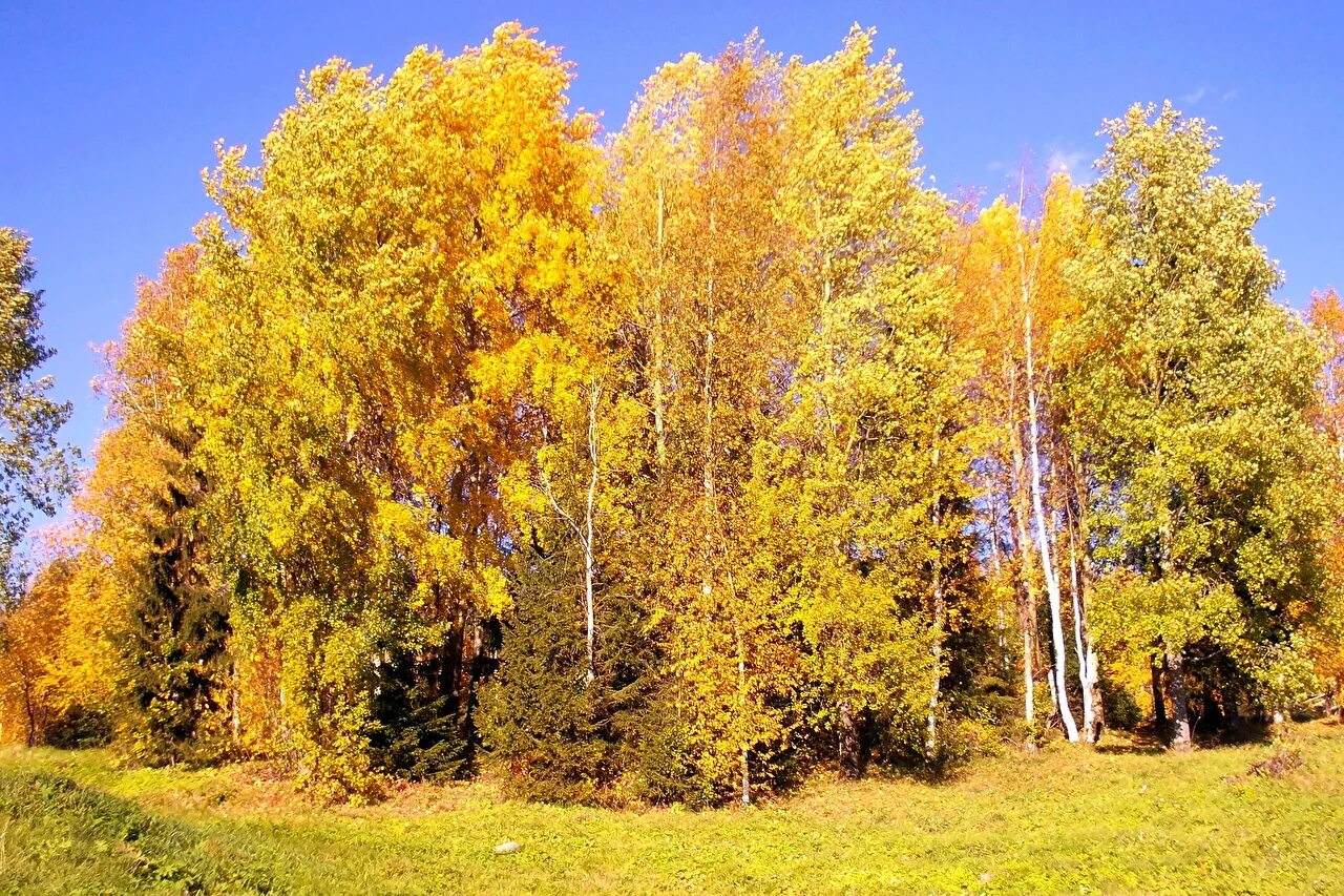 Времена года в лесу природа