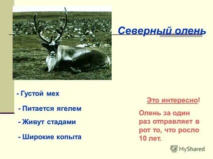 Северный олень и белая куропатка обитают в