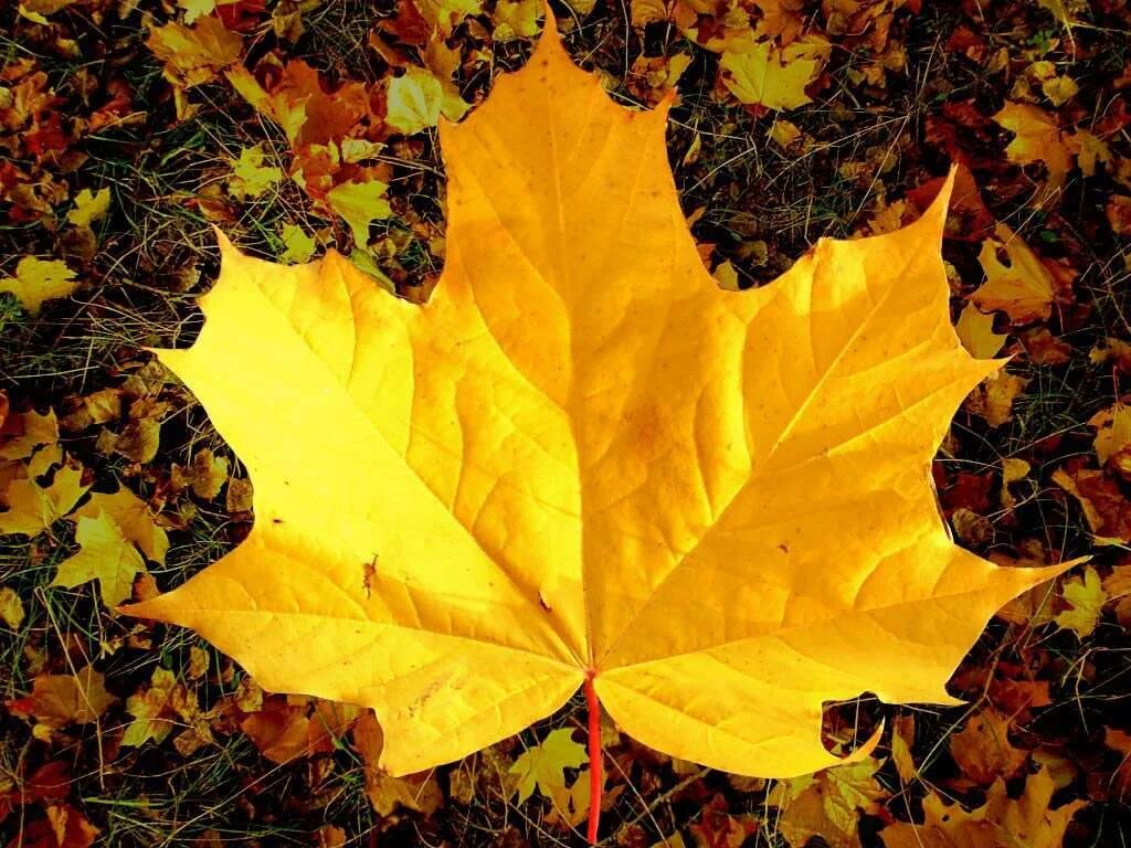 Листья желтые по краям. Кленовый лист желтый. Осенний листок. Осенний кленовый лист. Жёлтый лист осенний.