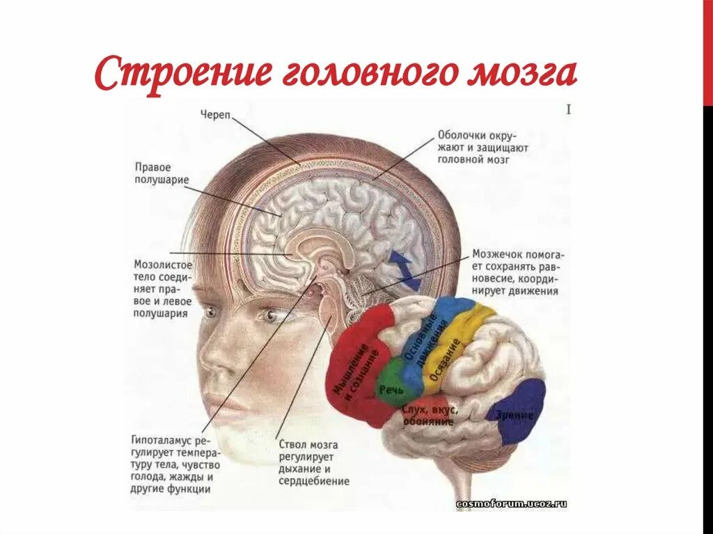 5 головного мозга. 5 головного мозга