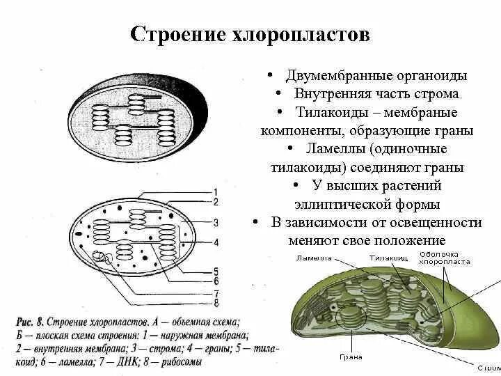 Какого строение хлоропласта. Функции стромы в хлоропласте. Структура хлоропласта Строма. Строение хлоропласта Строма. Строение хлоропласта Ламелла.