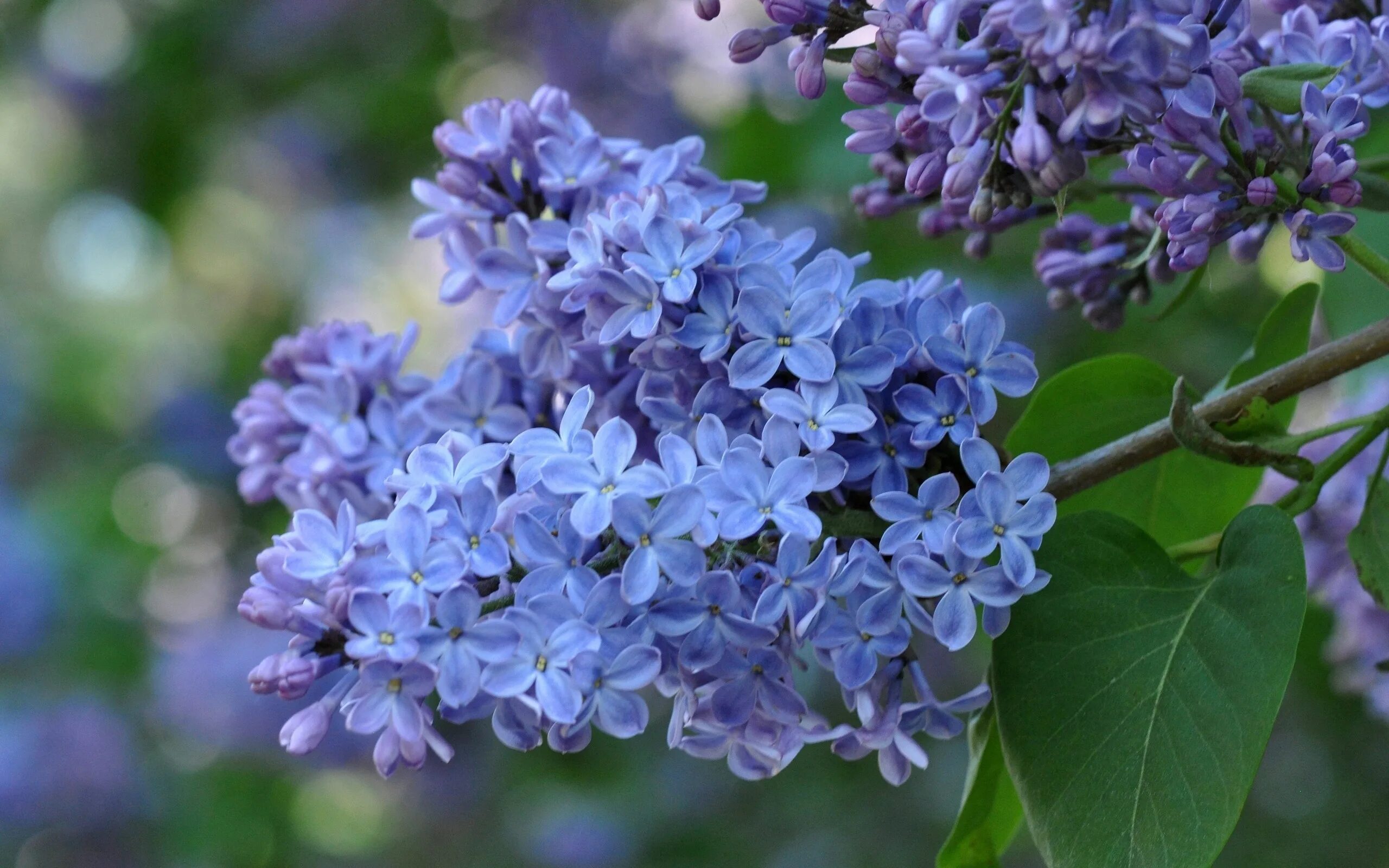 Весной расцветают сирени. Сирень Syringa vulgaris. Сирень обыкновенная соцветие. Сирень Блю Дануб.