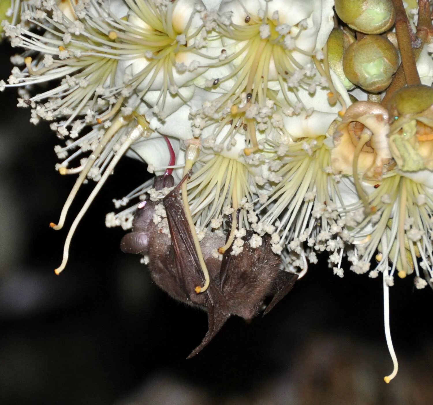 Какое из перечисленных растений опыляется летучими мышами. Растение летучая мышь. Что опыляют летучие мыши. Землеройкообразный длинноязыкий вампир. Leptonycteris nivalis.