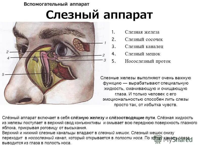 Слезные железы вспомогательный аппарат. Слёзная железа анатомия. Слезная железа и слезный мешок. Мунтжаки слезные железы.