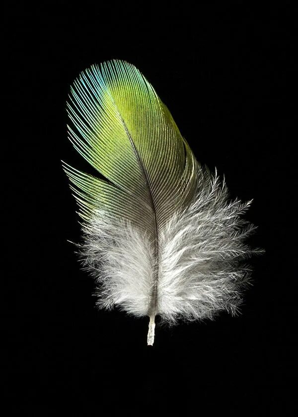 Необычные перья птиц. Перья. Перья птиц. Красивое перо. Красивые перья птиц.
