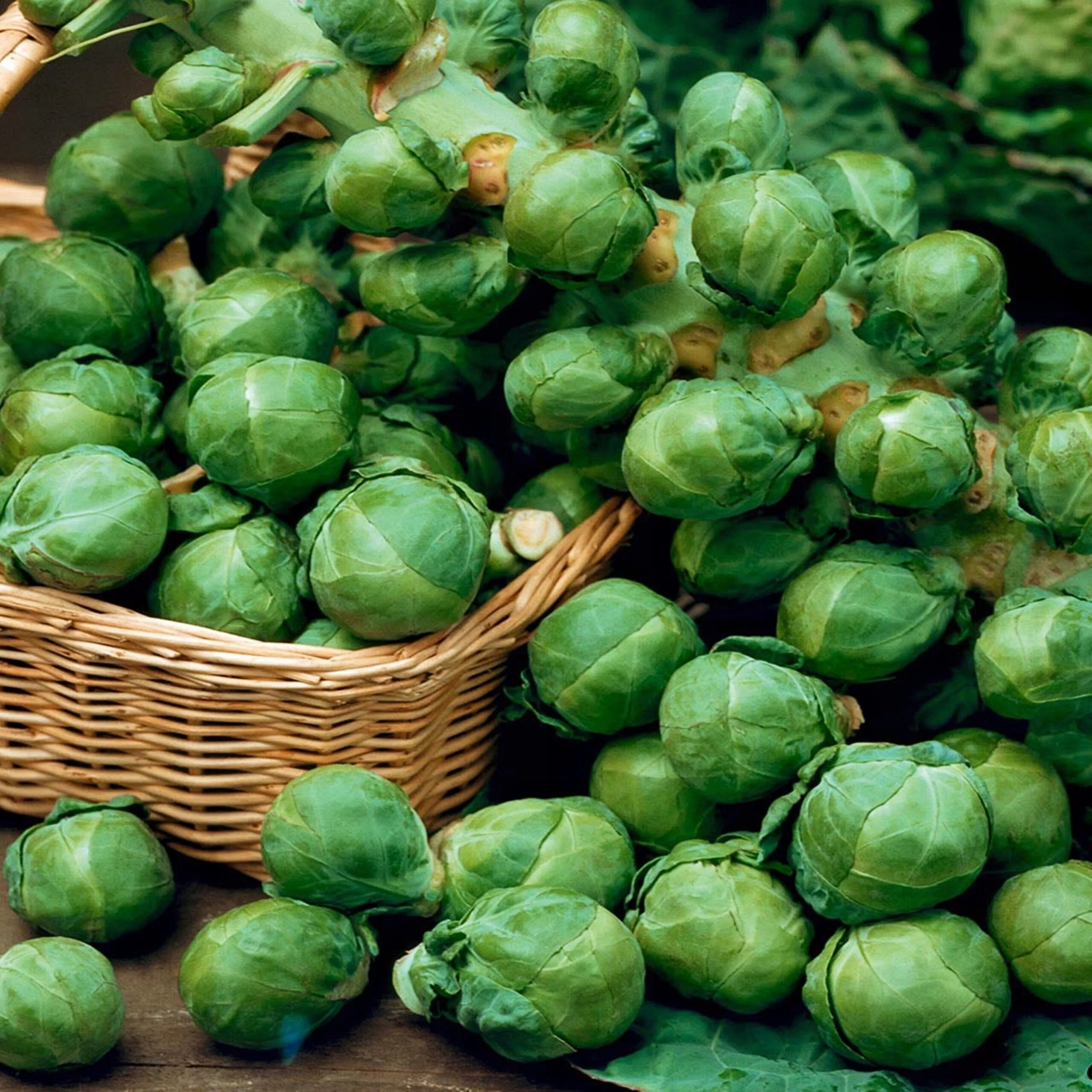 Капуста брюссельская Гронингер. Brassica oleracea var. Gemmifera брюссельская капуста. Капуста брюссельская сапфир. Брюссельская капуста семена. Овощ брюссельская капуста