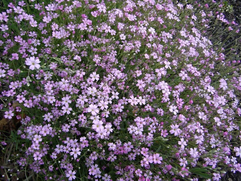гипсофила ползучая. гипсофила ползучая «alba». гипсофила ползучая filou rose. гипсофила репенс. гипсофила ползучая.