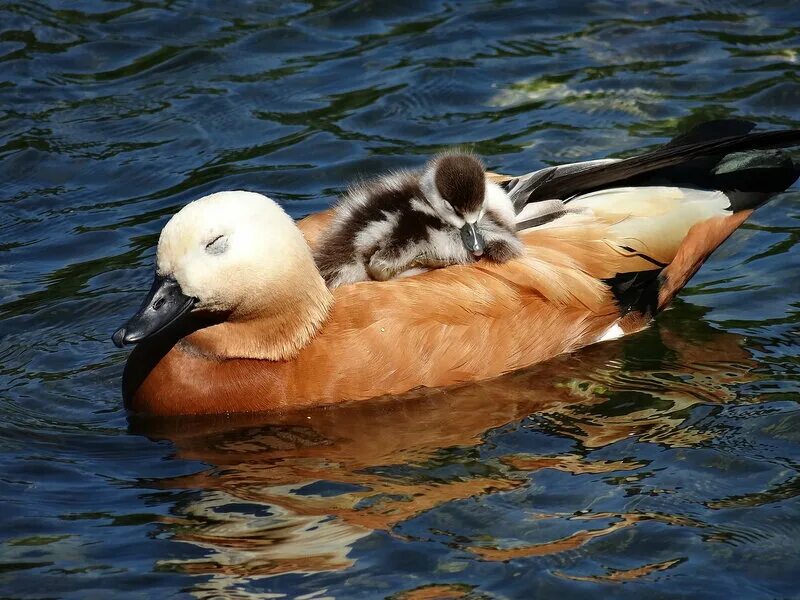 Птицы и звери пресных водоемов. Турпан огарь. Магелланова утка пароход. Утка млекопитающее. Чирок клоктун.