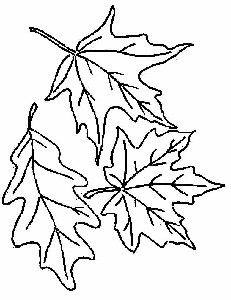 Осенние листья для вырезания. Трафареты осенних листьев. Трафареты "листья". Шаблон кленового листочка. Кленовый лист трафарет для вырезания.