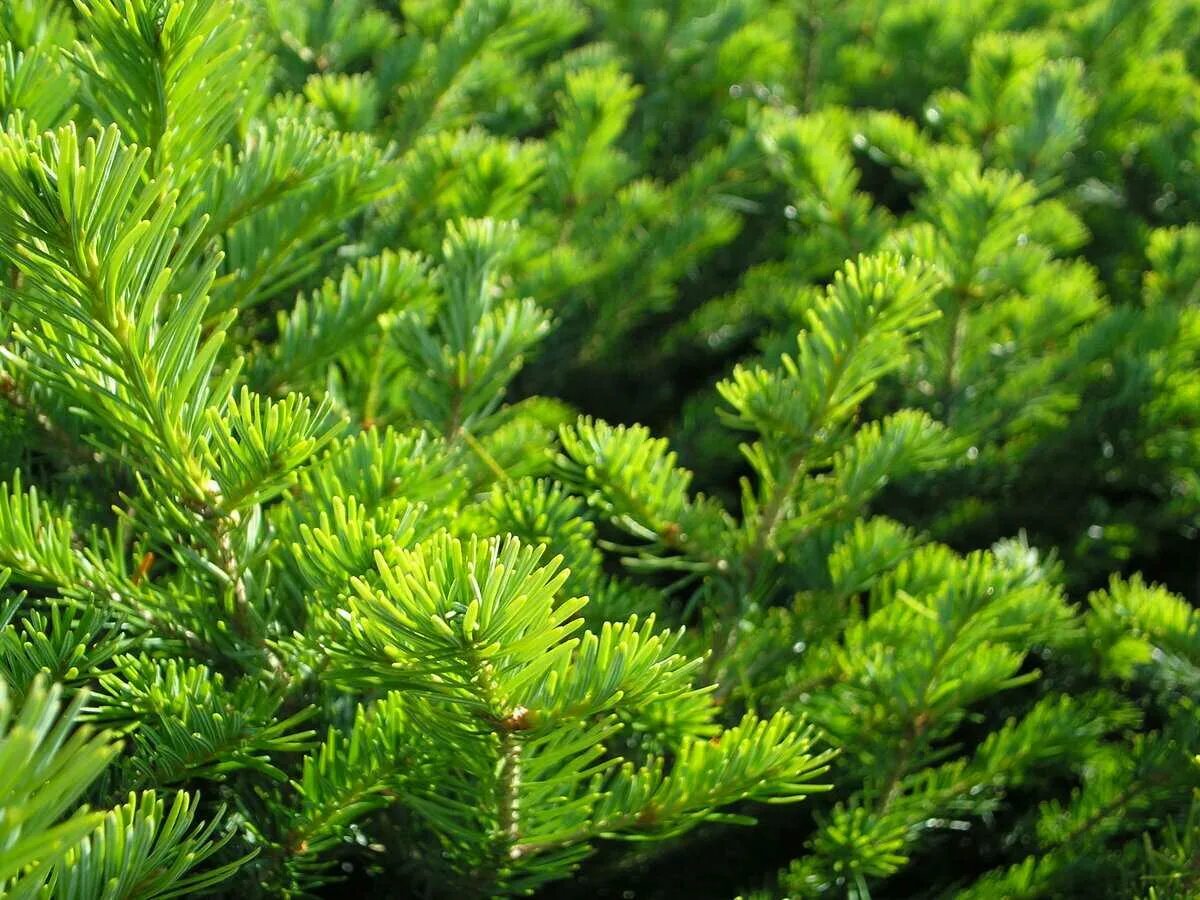 можжевельник пихта. хвойный сад. пихта туя кипарис. пихта нордмана в ландшафте. можжевельник пихта.