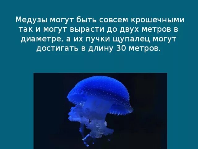 Медуза информация. Рассказ о медузе. доклад о медузах. медуза интересные факты для детей. медуза доклад 4 класс.