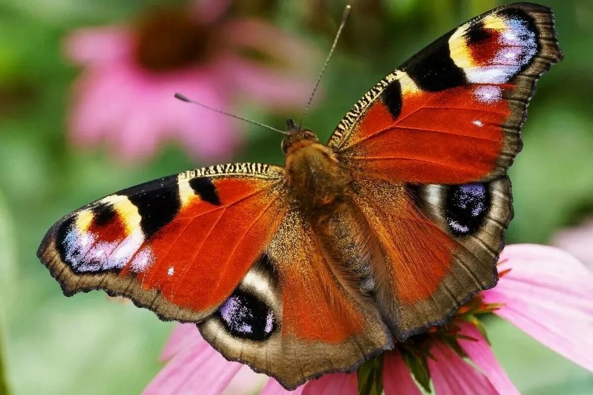 Как называется где бабочки. Павлиний глаз бабочка павлиний глаз бабочка. Павлиний глаз (бабочка). Дневной павлиний глаз бабочка. Бабочка Шоколадница и павлиний глаз.