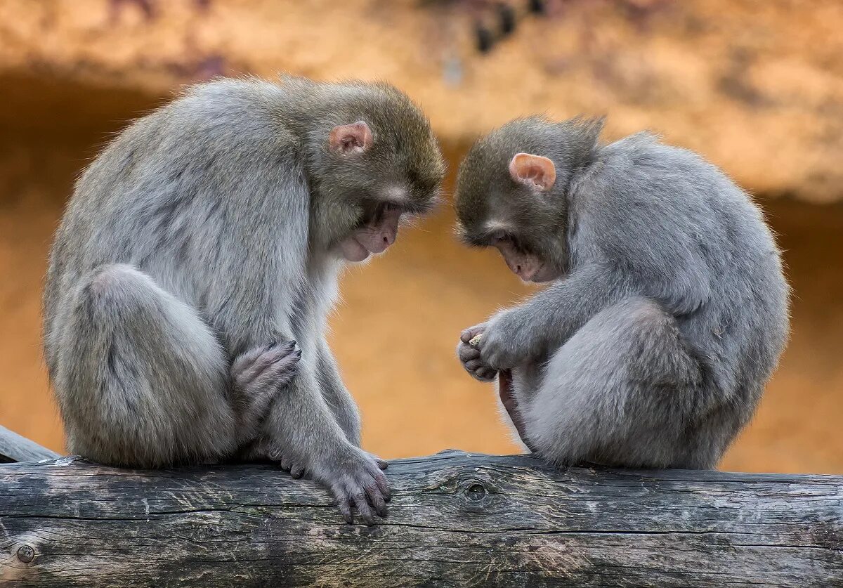 детеныш мартышки. две обезьяны родились чтобы бороться. гамадрил мартышковые. семья горилл. горилла бонобо.